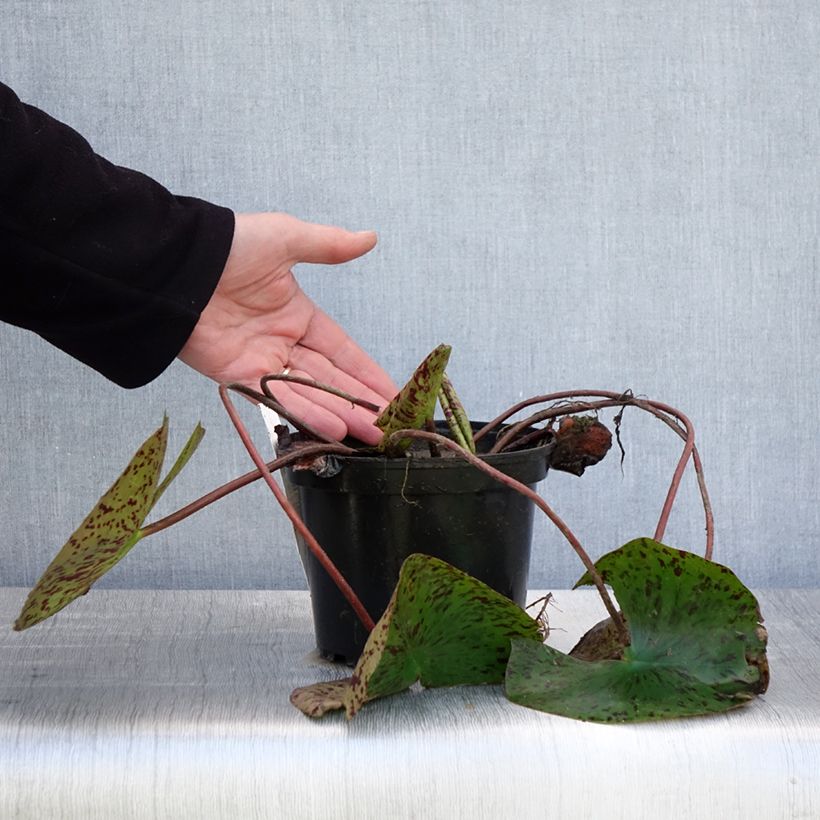 Exemplaar van Nymphaea Double Yellow - Waterlelie Pot van 1,5 l/2 l zoals geleverd in de lente