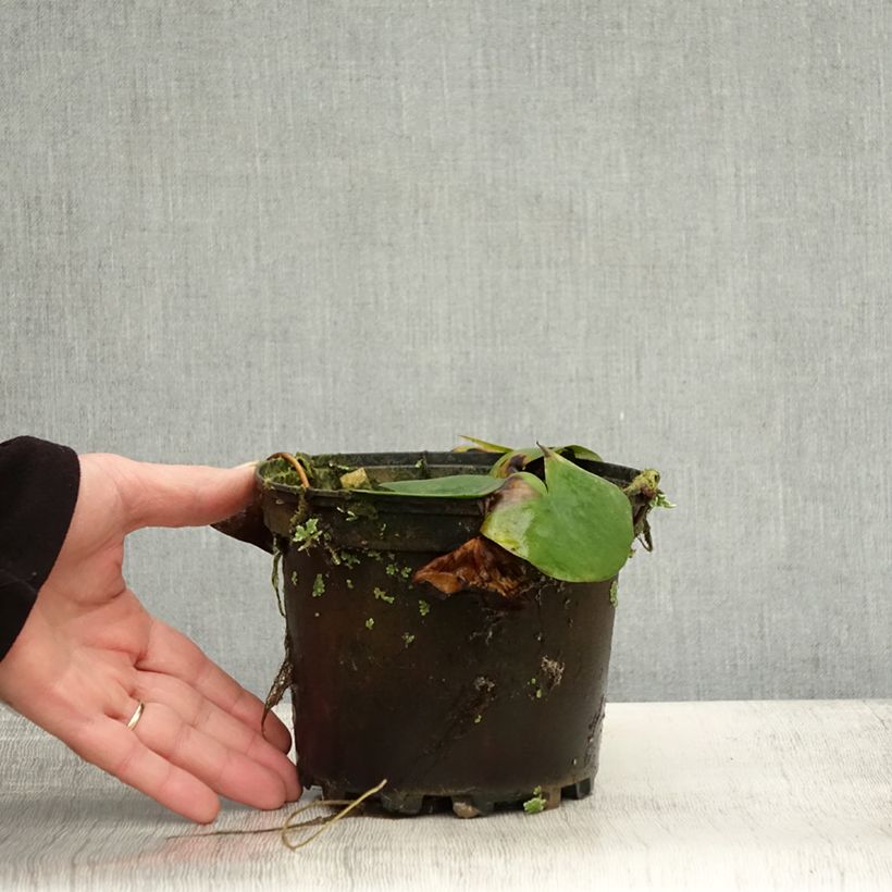 Exemplaar van Nymphaea Ellisiana - Waterlelie Pot van 1,5 l/2 l zoals geleverd in de herfst
