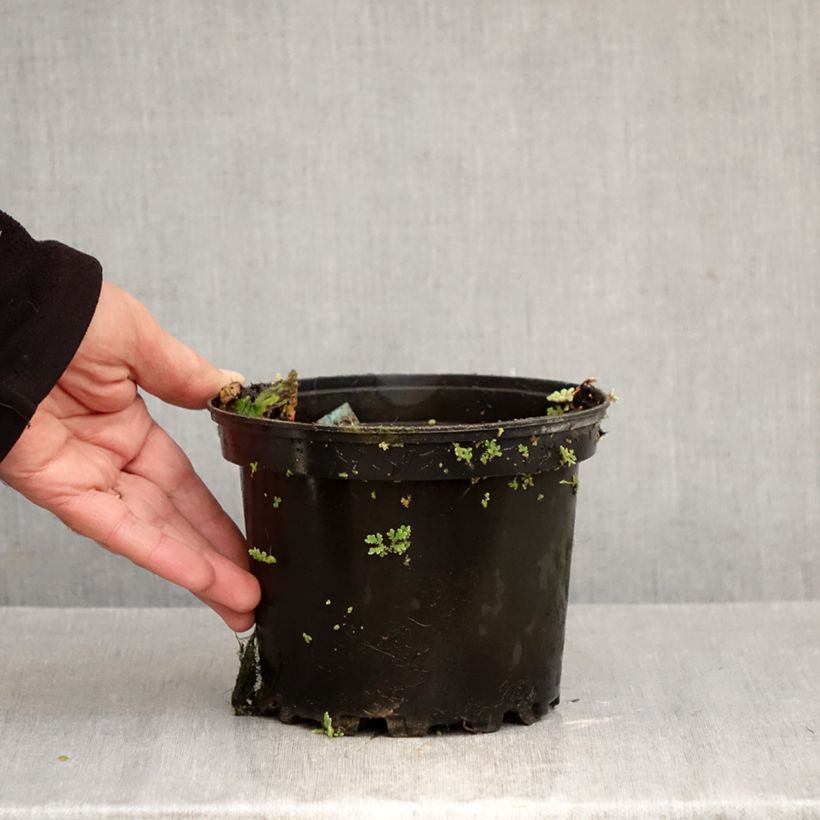 Exemplaar van Nymphaea Eros - Waterlelie Pot van 1,5 l/2 l zoals geleverd in de herfst