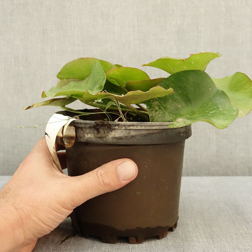 Exemplaar van Nymphaea Escarboucle - Waterlelie Pot van 1,5 l/2 l zoals geleverd in de zomer