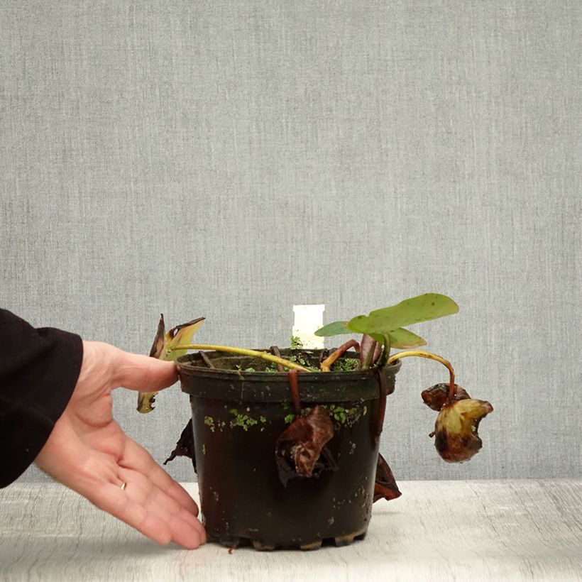Exemplaar van Nymphaea Evelyn Stetson - Waterlelie Pot van 1,5 l/2 l zoals geleverd in de herfst