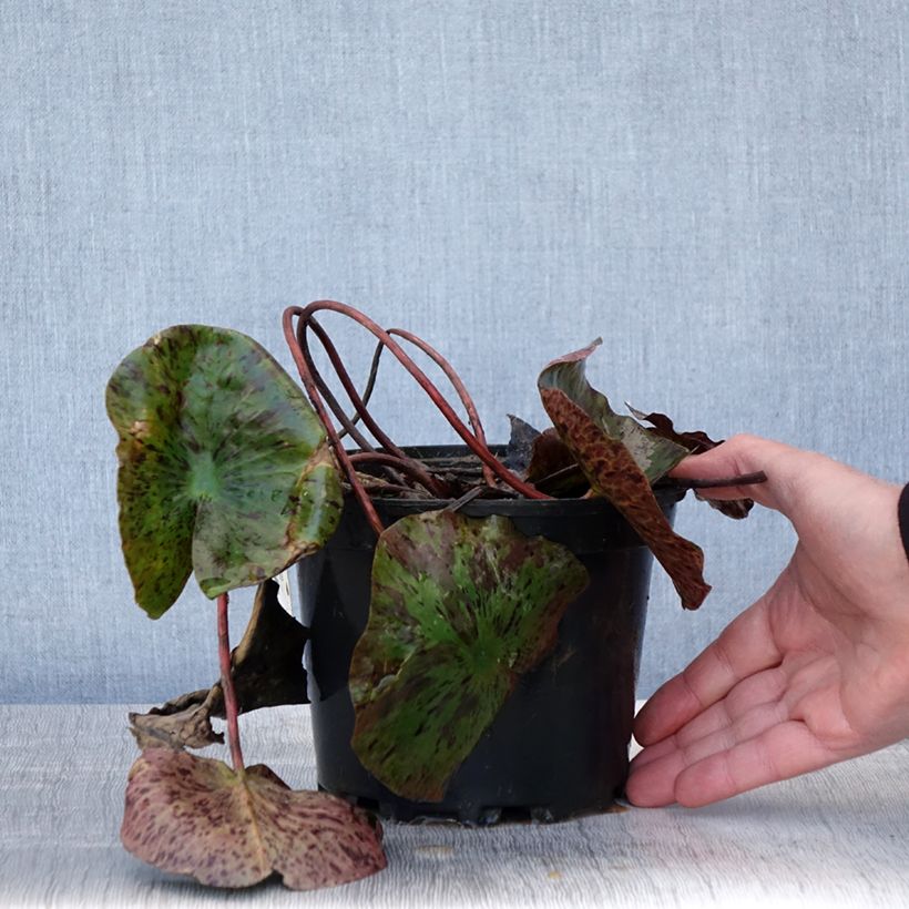 Exemplaar van Nymphaea Evelyn Stetson - Waterlelie Pot van 1,5 l/2 l zoals geleverd in de lente