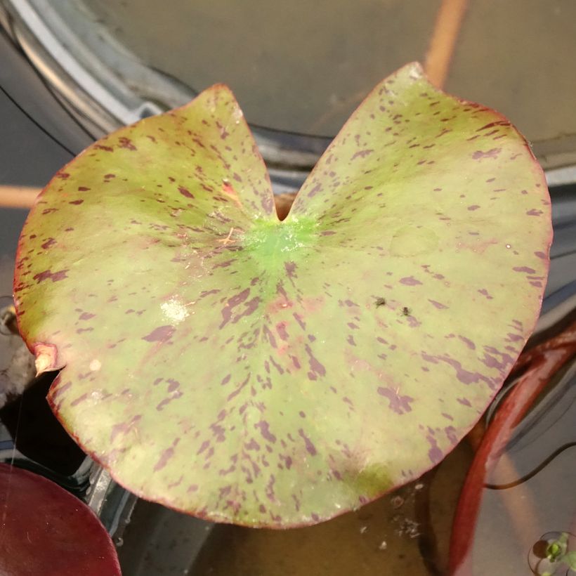 Nymphaea Fire Opal - Waterlelie (Blad)