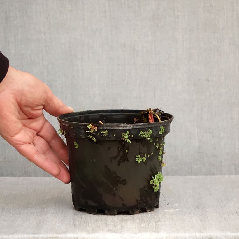 Exemplaar van Nymphaea Fire Opal - Waterlelie Pot van 1,5 l/2 l zoals geleverd in de herfst
