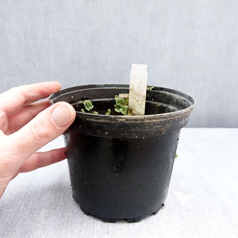 Exemplaar van Nymphaea Fire Opal - Waterlelie Pot van 1,5 l/2 l zoals geleverd in de winter