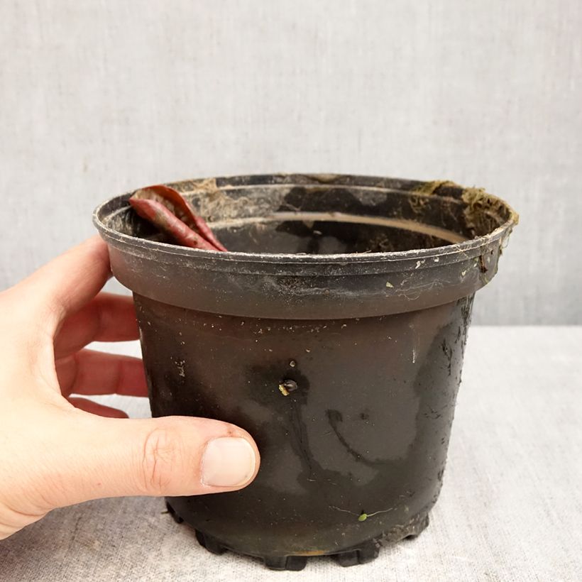 Exemplaar van Nymphaea Fire Opal - Waterlelie Pot van 1,5 l/2 l zoals geleverd in de lente