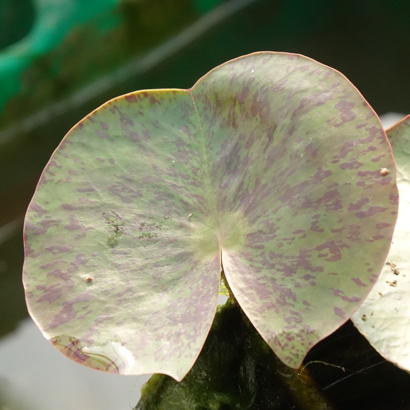 Nymphaea Florida Sunset - Waterlelie (Blad)