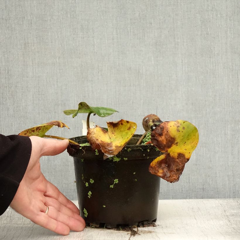 Exemplaar van Nymphaea Florida Sunset - Nénuphar rustique pêche cuivré Pot de 1,5L/2L zoals geleverd in de herfst