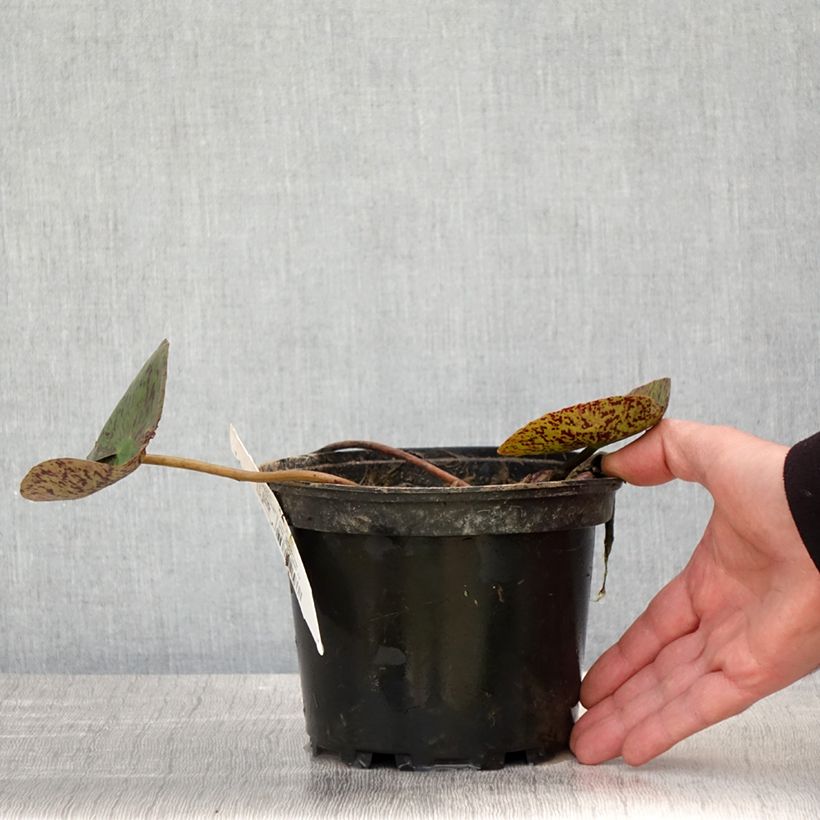 Exemplaar van Nymphaea Florida Sunset - Waterlelie Pot van 1,5 l/2 l zoals geleverd in de lente