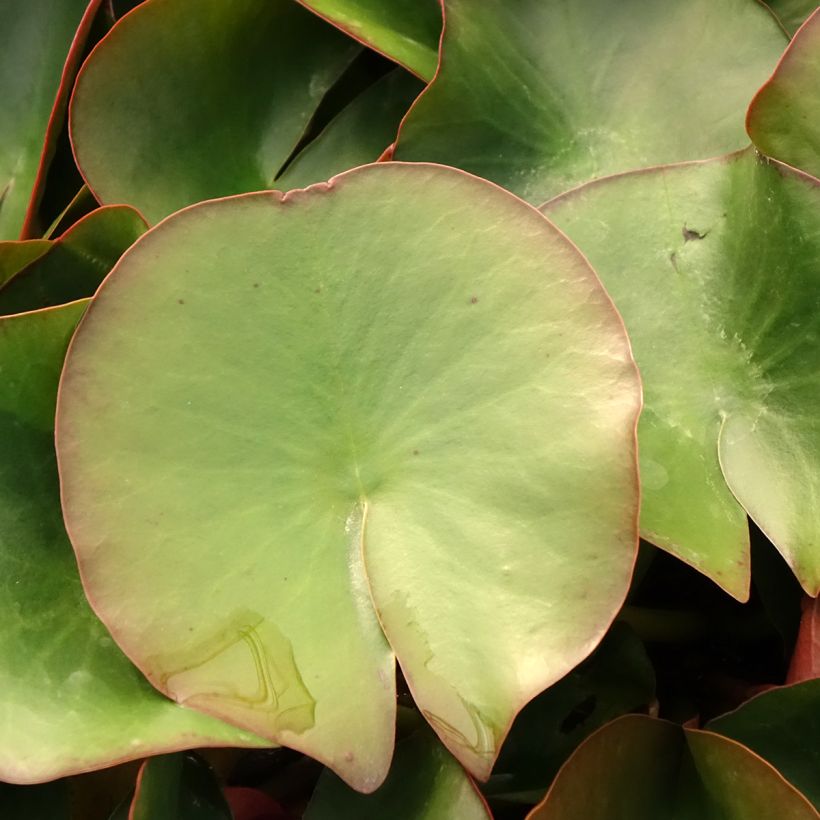 Nymphaea Froebelii - Waterlelie (Blad)