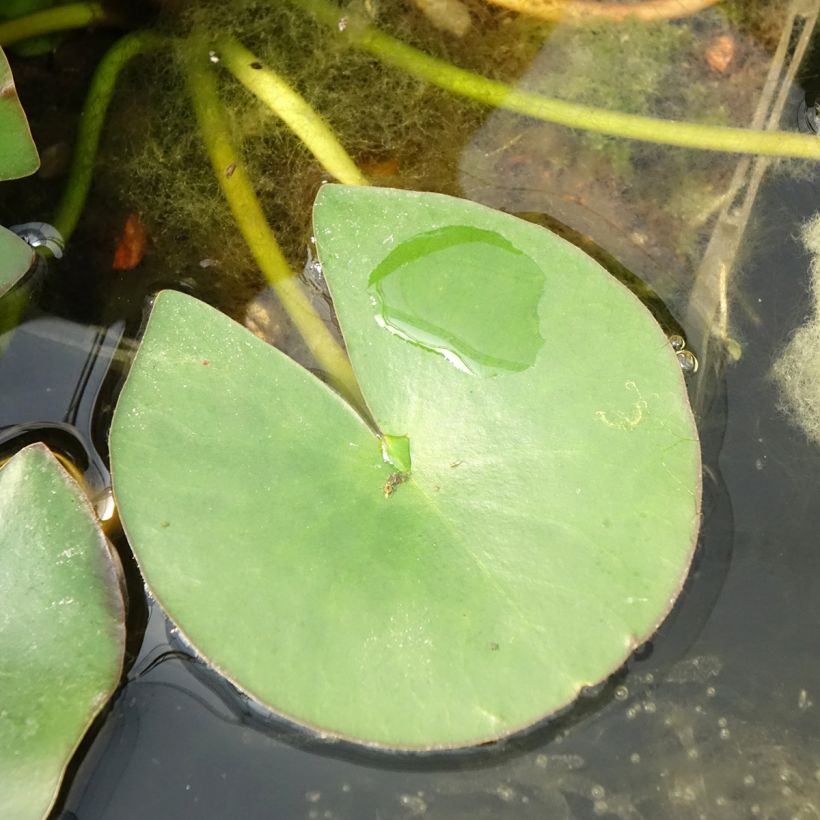 Nymphaea Gladstoniana - Waterlelie (Blad)