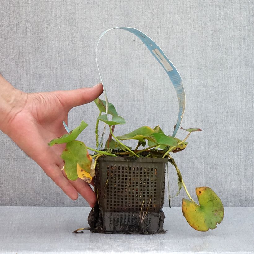 Exemplaar van Nymphaea Gladstoniana - Waterlelie Pot van 1 l/1,5 l zoals geleverd in de zomer