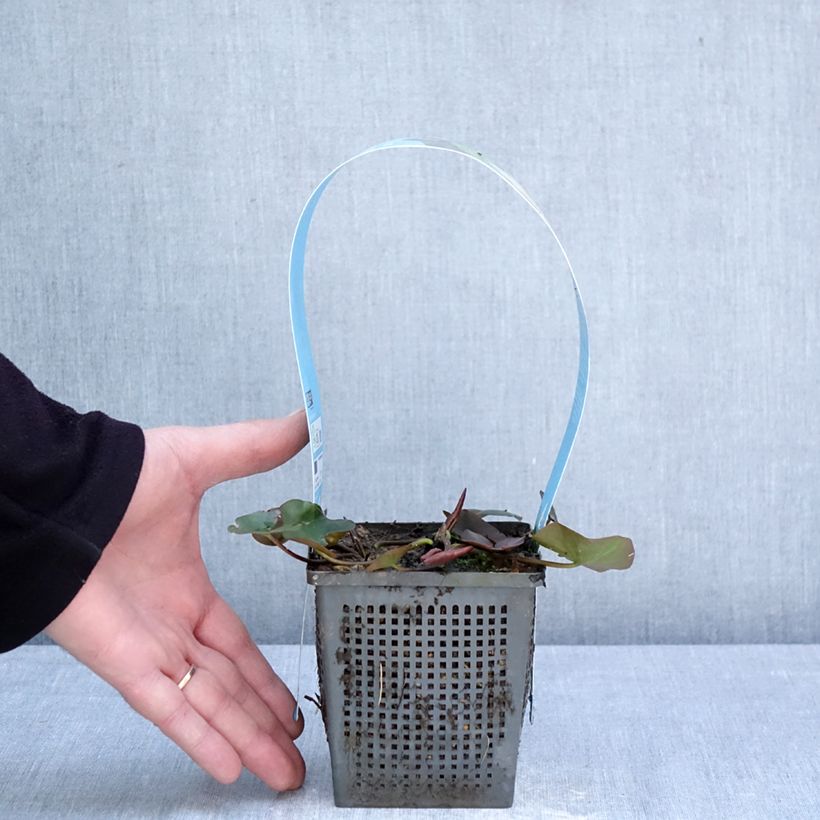 Exemplaar van Nymphaea Gladstoniana - Waterlelie Pot van 1 l/1,5 l zoals geleverd in de lente