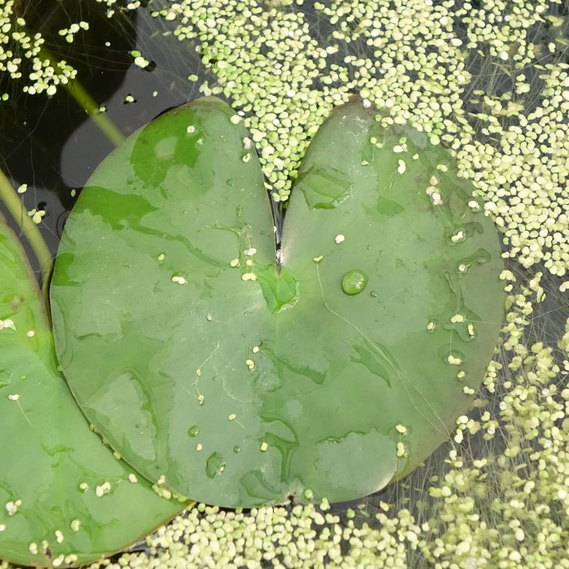 Nymphaea Gonnere - Waterlelie (Blad)
