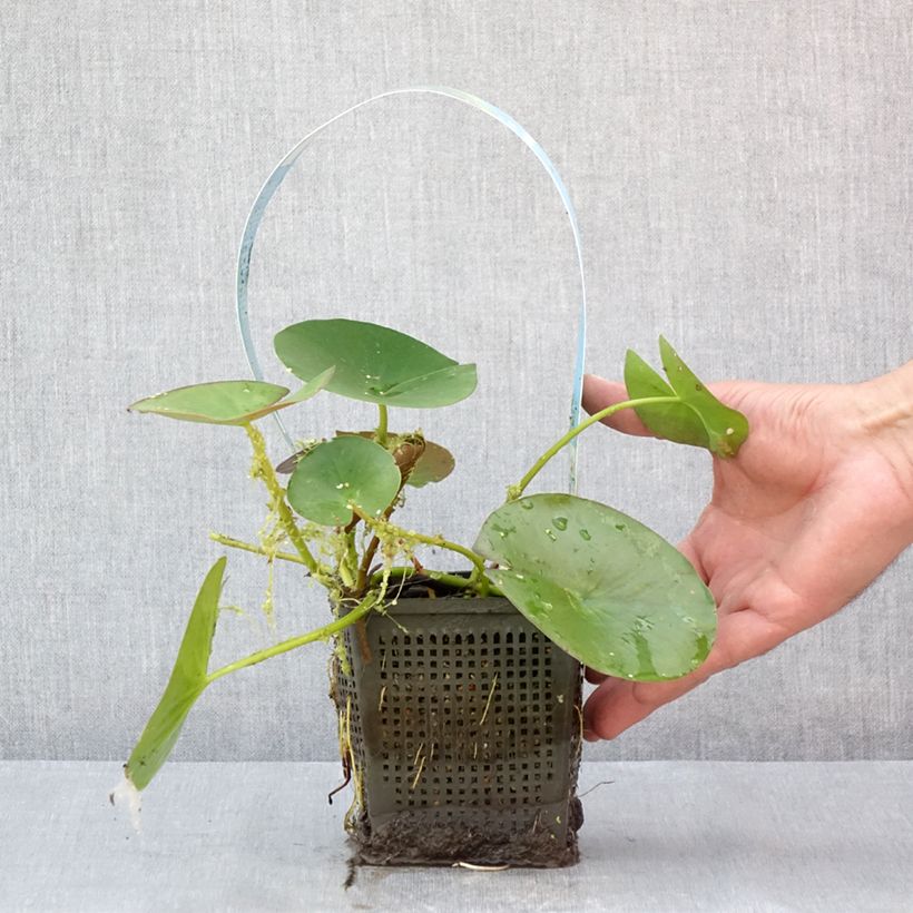 Exemplaar van Nymphaea Gonnere - Waterlelie Pot van 1 l/1,5 l zoals geleverd in de zomer