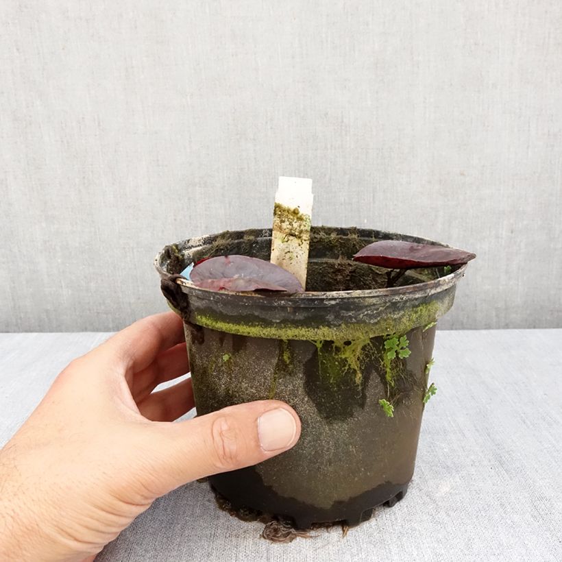Exemplaar van Nymphaea Gregg's Orange Beauty - Waterlelie Pot van 1,5 l/2 l zoals geleverd in de herfst