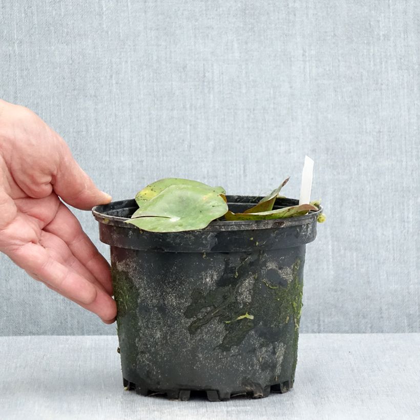 Exemplaar van Nymphaea Gypsy - Waterlelie Pot van 1,5 l/2 l zoals geleverd in de zomer