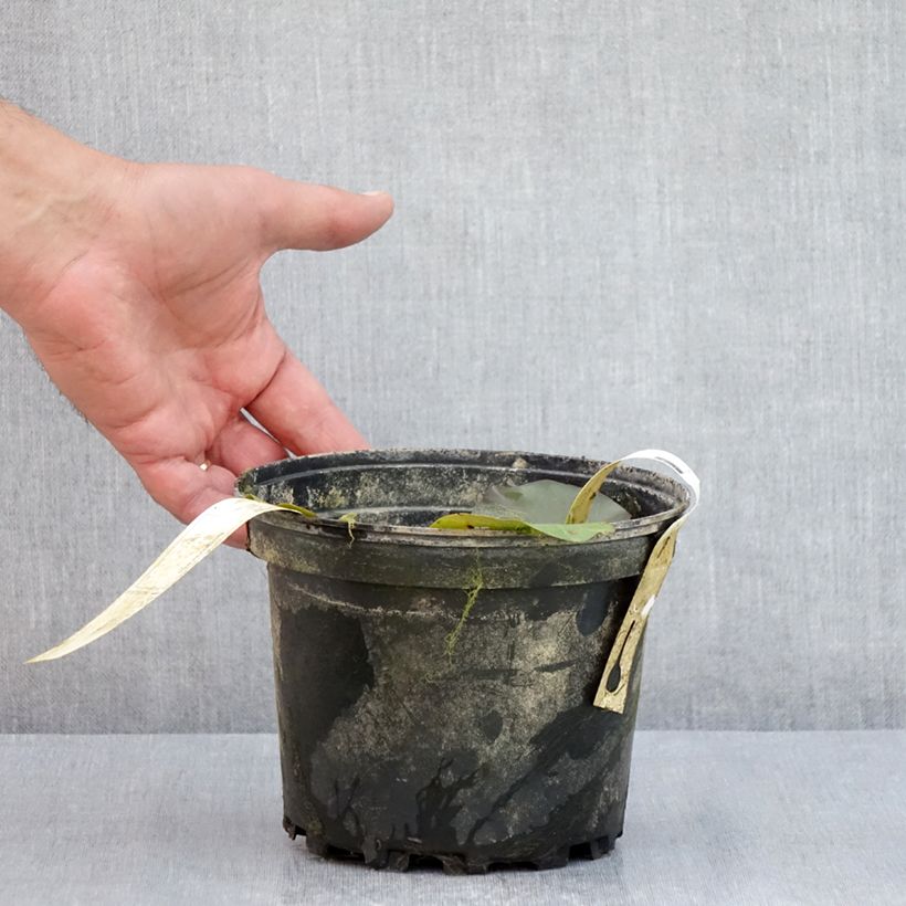 Exemplaar van Nymphaea Hal Miller - Waterlelie Pot van 1,5 l/2 l zoals geleverd in de zomer