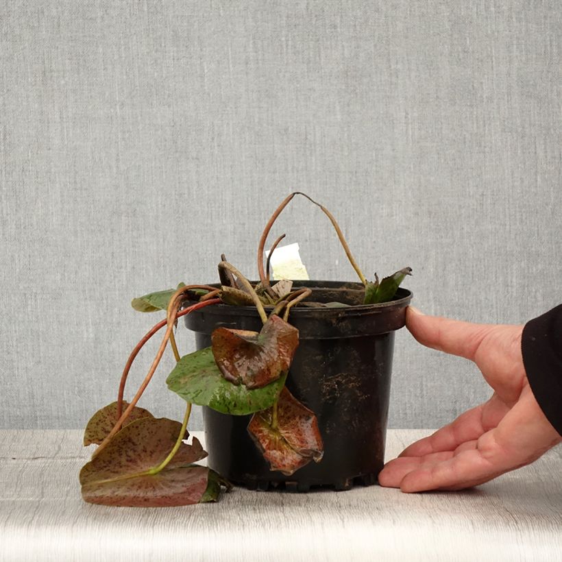 Example of Nymphaea Hal Miller - Waterlelie Pot van 1,5 l/2 l as you get in printemps