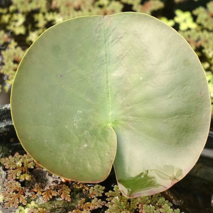 Nymphaea Hermine - Waterlelie (Blad)