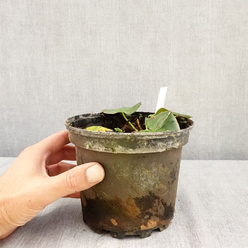 Exemplaar van Nymphaea Hermine - Waterlelie Pot van 1,5 l/2 l zoals geleverd in de zomer