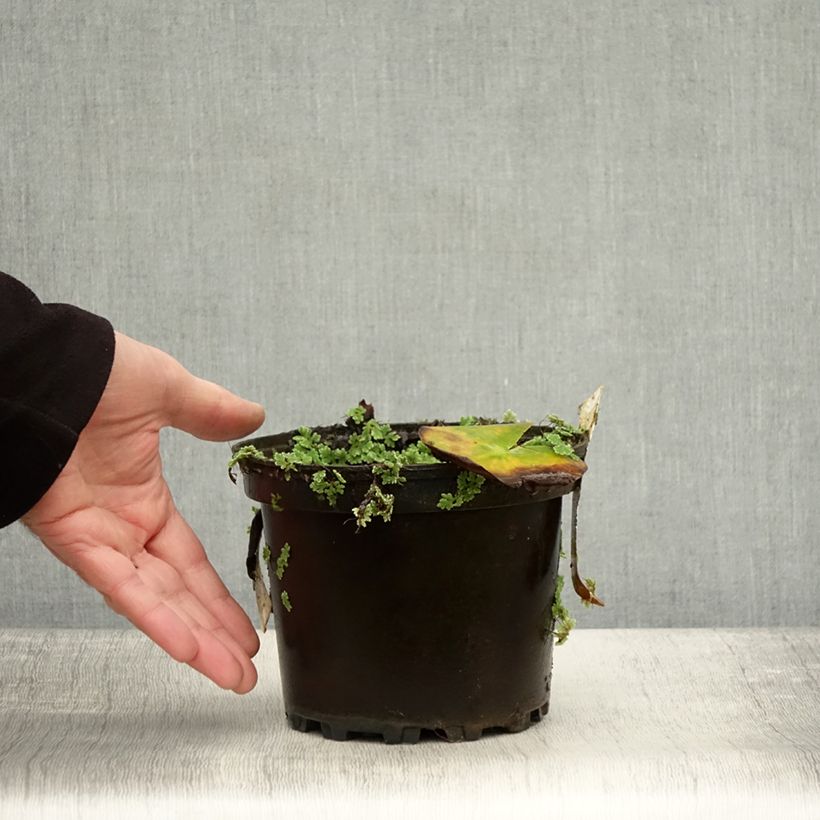Exemplaar van Nymphaea Hermine - Waterlelie Pot van 1,5 l/2 l zoals geleverd in de herfst