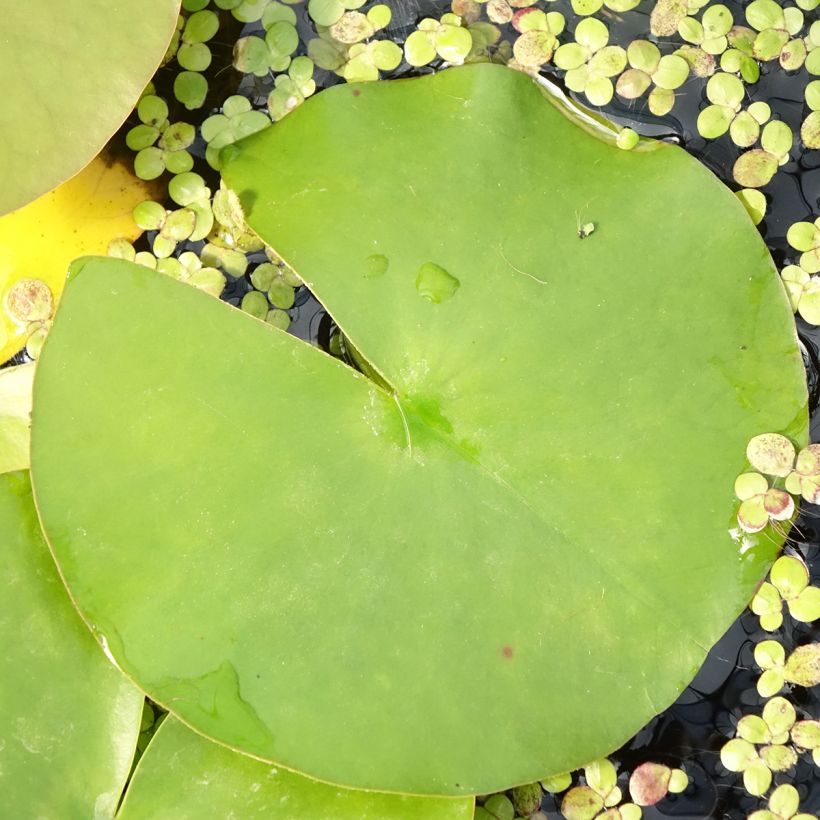 Nymphaea Hollandia - Waterlelie (Blad)