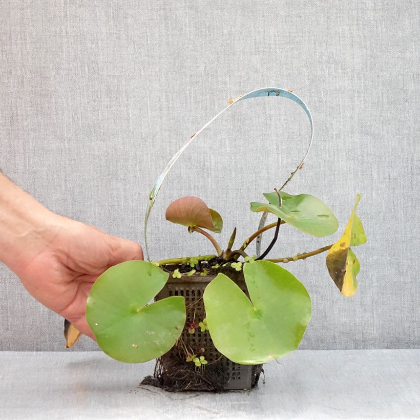 Exemplaar van Nymphaea Hollandia - Waterlelie Pot van 1 l/1,5 l zoals geleverd in de zomer