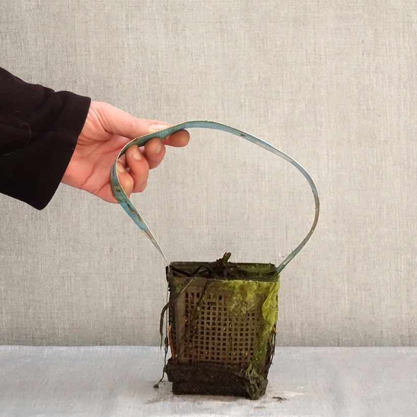 Exemplaar van Nymphaea Hollandia - Waterlelie Pot van 1 l/1,5 l zoals geleverd in de winter