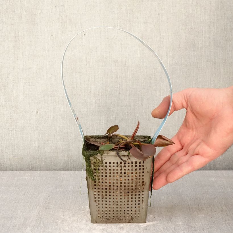 Exemplaar van Nymphaea Hollandia - Waterlelie Pot van 1 l/1,5 l zoals geleverd in de lente