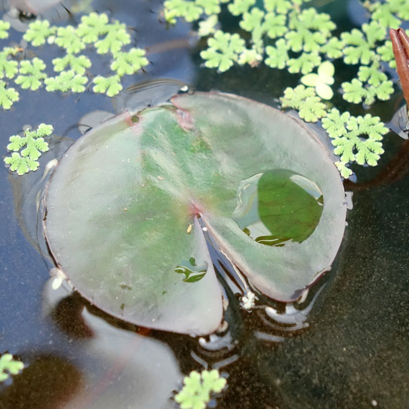 Nymphaea James Brydon - Waterlelie (Blad)