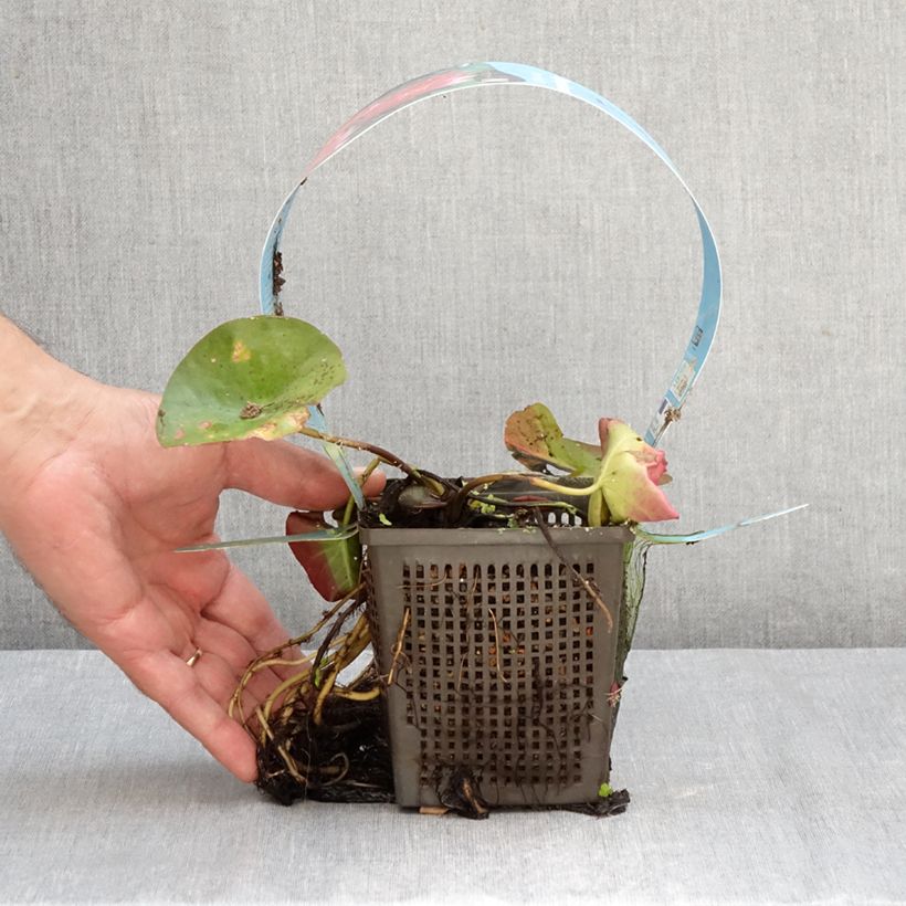 Exemplaar van Nymphaea James Brydon - Waterlelie Pot van 1 l/1,5 l zoals geleverd in de herfst