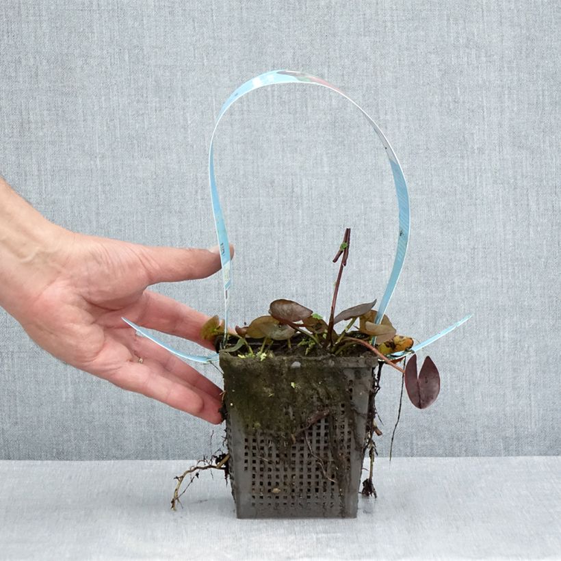 Exemplaar van Nymphaea James Brydon - Waterlelie Pot van 1 l/1,5 l zoals geleverd in de zomer