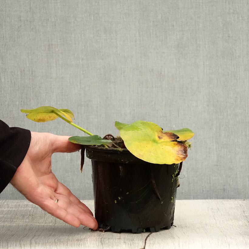 Exemplaar van Nymphaea Jean de la Marsalle - Waterlelie Pot van 1,5 l/2 l zoals geleverd in de herfst