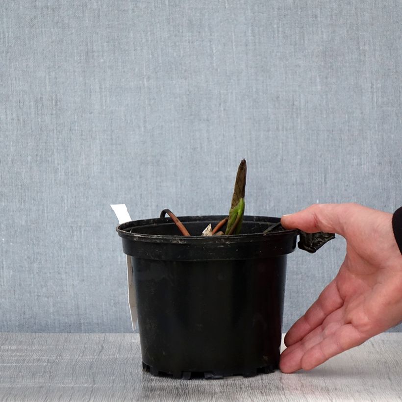 Example of Nymphaea Jean de la Marsalle - Waterlelie Pot van 1,5 l/2 l as you get in printemps