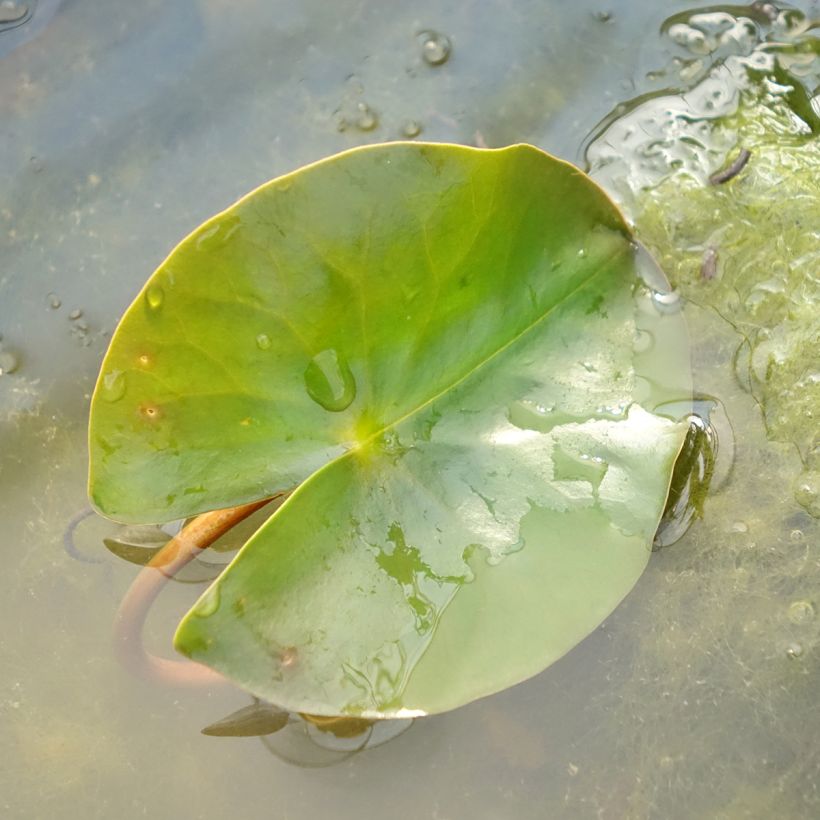 Nymphaea Jean de la Marsalle - Waterlelie (Blad)