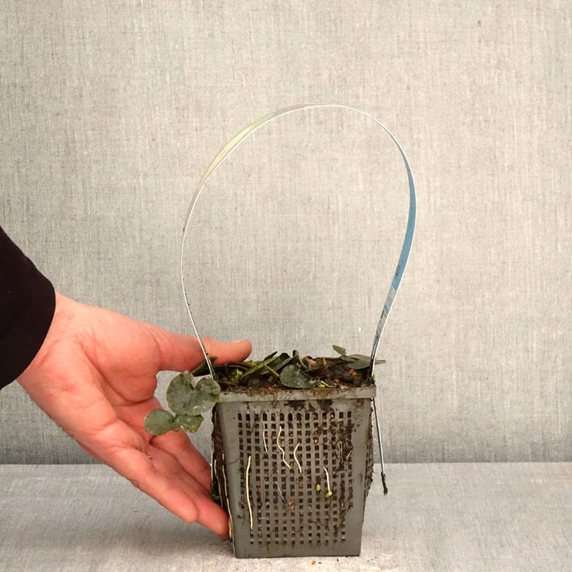 Exemplaar van Nymphaea Joey Tomocik - Waterlelie Pot van 1 l/1,5 l zoals geleverd in de lente