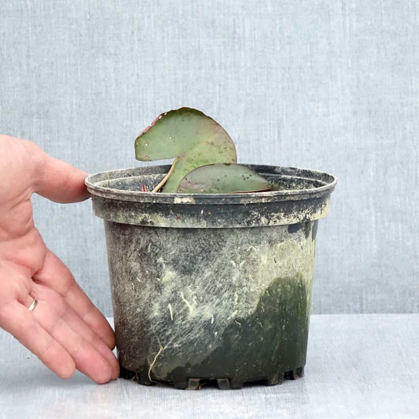 Exemplaar van Nymphaea Karleen Harder - Waterlelie Pot van 1,5 l/2 l zoals geleverd in de zomer