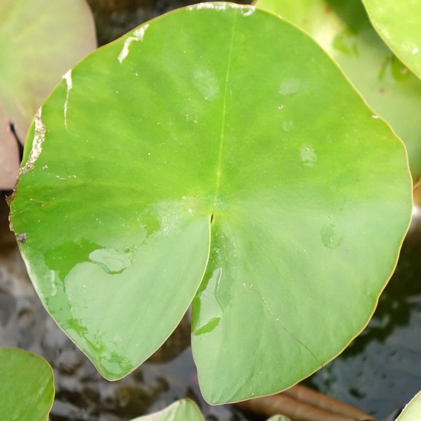 Nymphaea Lactea - Waterlelie (Blad)