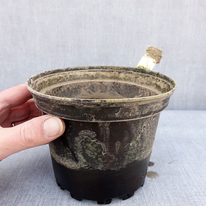 Exemplaar van Nymphaea Lactea - Waterlelie Pot van 1,5 l/2 l zoals geleverd in de winter
