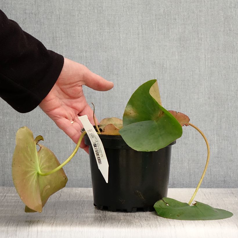 Example of Nymphaea Lactea - Waterlelie Pot van 1,5 l/2 l as you get in printemps