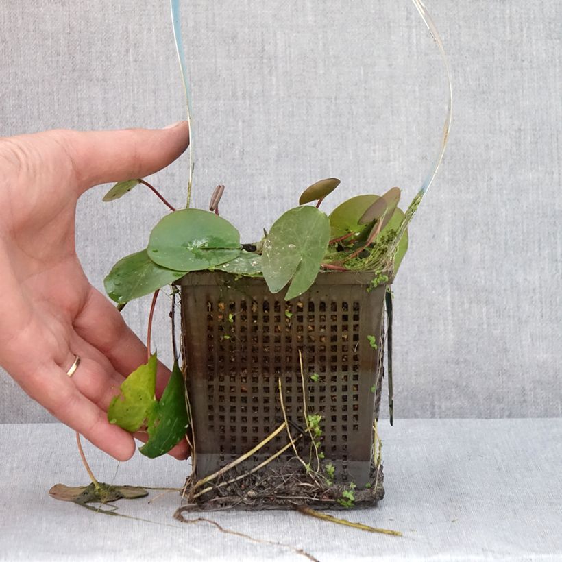 Exemplaar van Nymphaea Laydekeri Liliacea - Waterlelie Pot van 1 l/1,5 l zoals geleverd in de zomer
