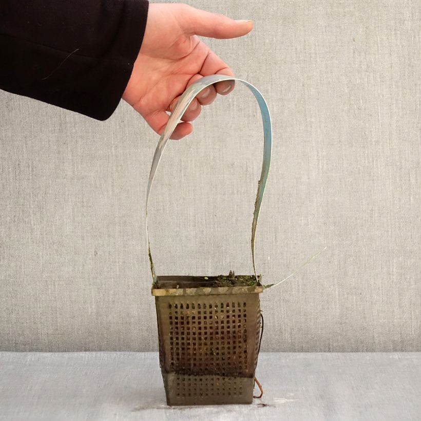 Exemplaar van Nymphaea Laydekeri Liliacea - Waterlelie Pot van 1 l/1,5 l zoals geleverd in de winter