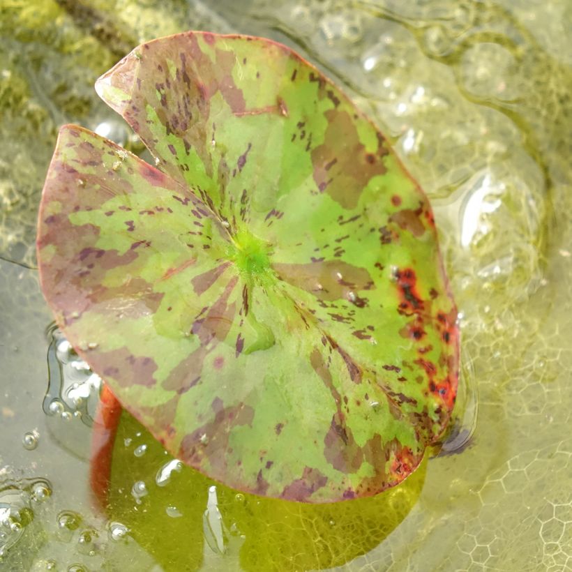 Nymphaea Lemon Chiffon - Waterlelie (Blad)