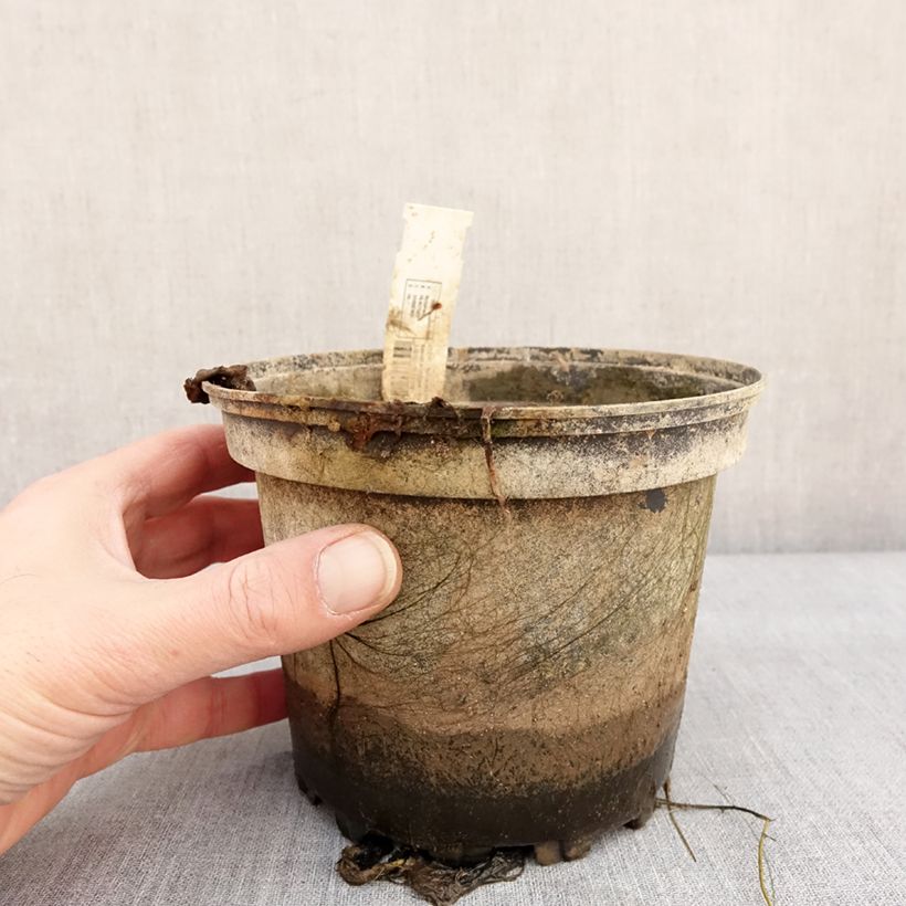 Exemplaar van Nymphaea Lemon Chiffon - Nénuphar rustique jaune Pot de 1,5L/2L zoals geleverd in de winter