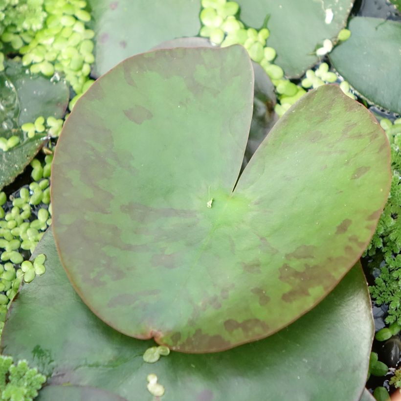 Nymphaea Lemon Mist - Waterlelie (Blad)