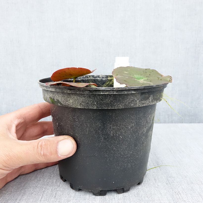 Exemplaar van Nymphaea Lily Pons - Waterlelie Pot van 1,5 l/2 l zoals geleverd in de zomer