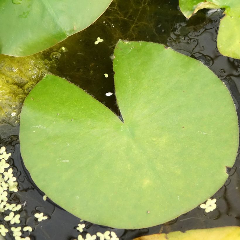 Nymphaea Madame Wilfron Gonnère - Waterlelie (Blad)