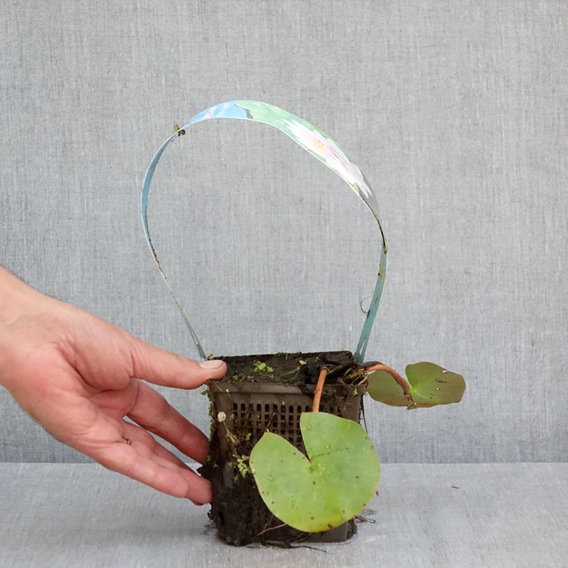 Exemplaar van Nymphaea Madame Wilfron Gonnère - Waterlelie Pot van 1 l/1,5 l zoals geleverd in de herfst