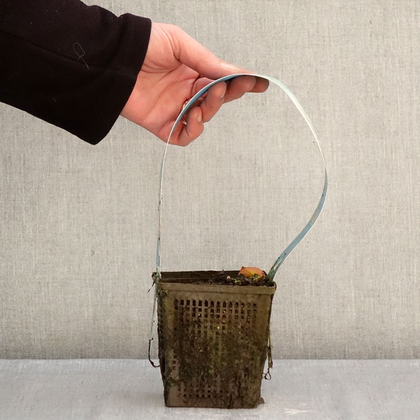 Exemplaar van Nymphaea Madame Wilfron Gonnère - Waterlelie Pot van 1 l/1,5 l zoals geleverd in de winter